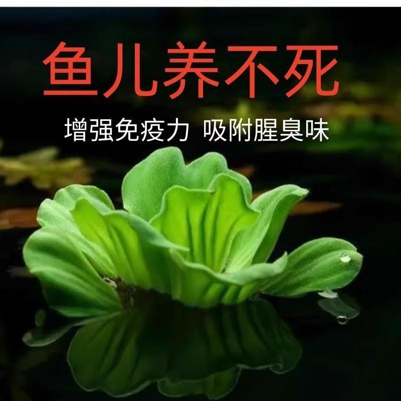 水培浮萍植物水草养鱼养龟沙房子懒人装饰增氧造景套餐躲避生态