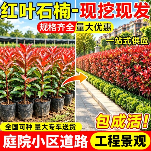 红叶石楠树苗小苗篱笆四季常青易活庭院造景工程绿化绿篱苗木植物