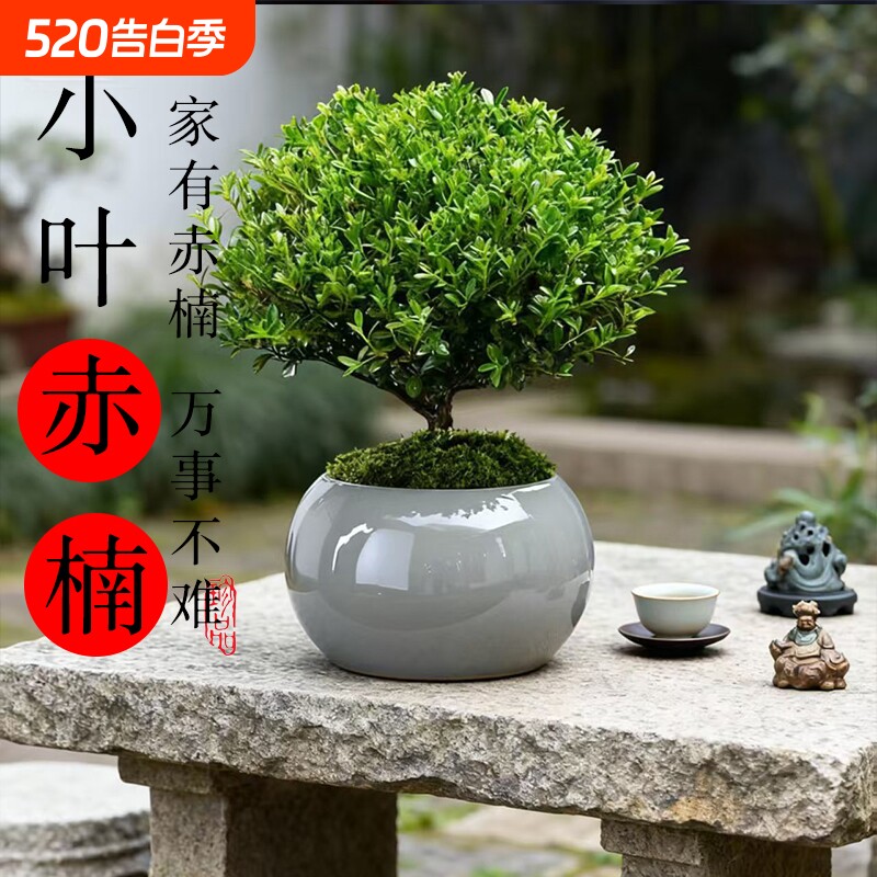 小叶赤楠盆景老桩盆栽绿植室内办公室绿植物四季好养迷你桌面花卉