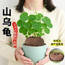 网红石斛造景绿植小宠红藤山乌龟爬藤植物盆栽四季水培金不换圆叶