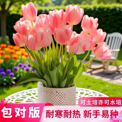 郁金香种球可土培水培庭院阳台耐热耐寒花卉绿植室内盆栽室外地载