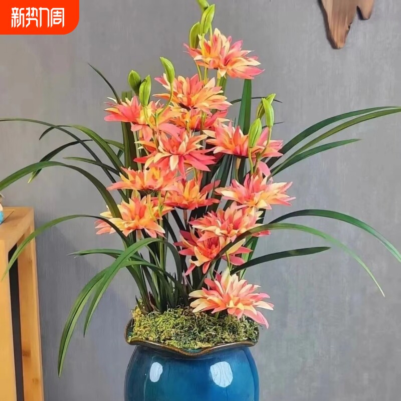 兰花建兰 富山奇蝶 浓香型奇花 室内办公室盆栽 花卉