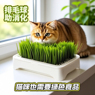 水培小麦种子育苗即食猫草猫咪排毛水培自种无土水培小麦天然健康