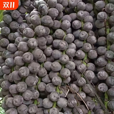 越南新鲜追风果中药材大果泡酒野生刺虎正宗24个现采摘送鸡血藤