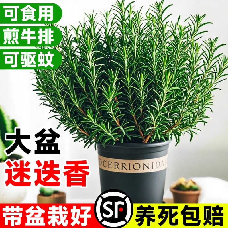 迷迭香盆栽可食用煎牛排用百里香薄荷叶新鲜香草驱蚊植物香料阳台