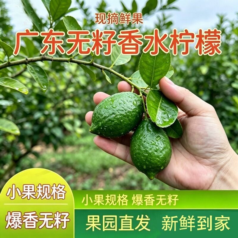 广东正宗香水青柠檬爆香无籽小果批发奶茶店专用手打柠檬茶鲜果