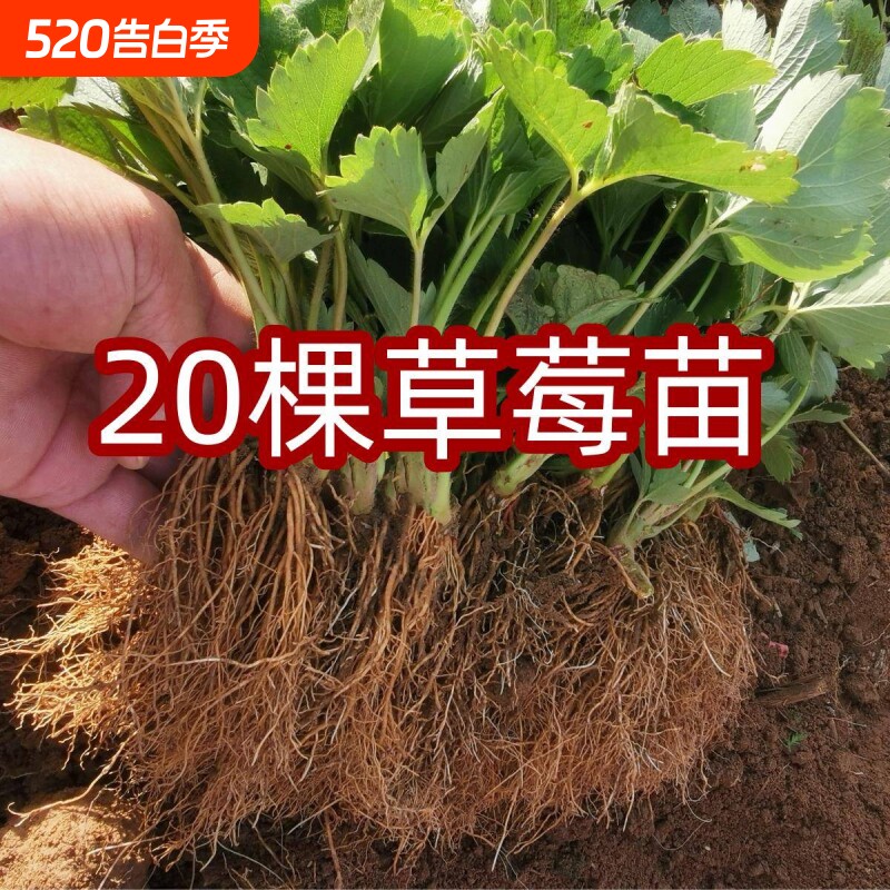 四季草莓苗奶油盆栽带土带盆牛奶草莓秧苗种籽子带花带果种植西瓜