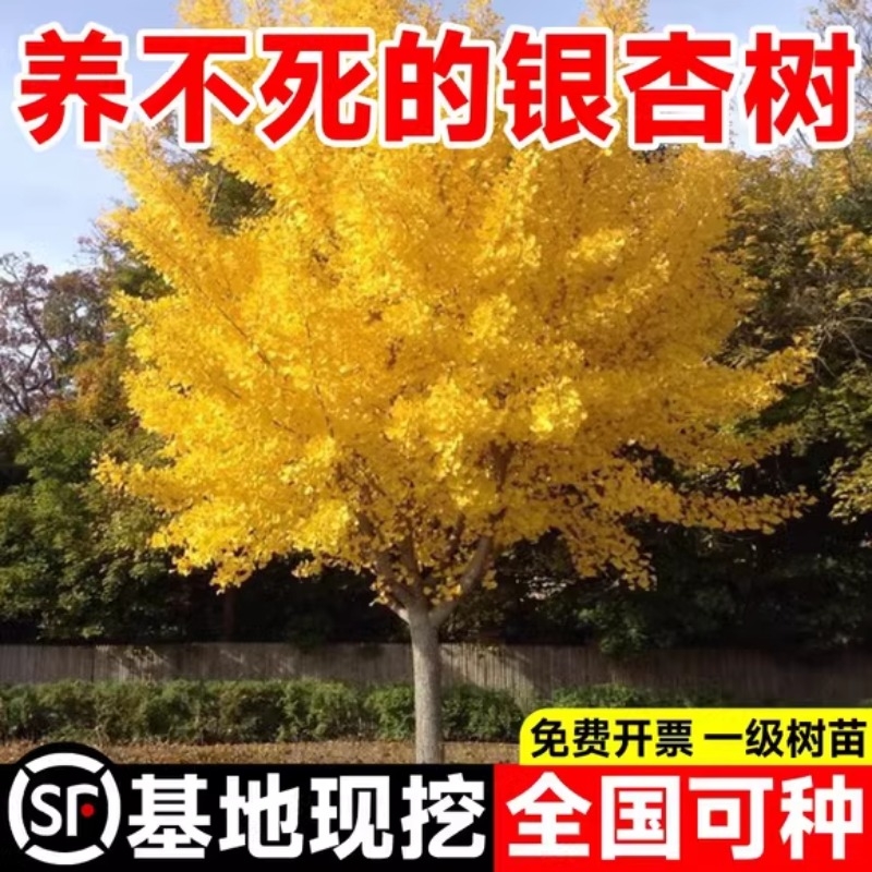 银杏树活苗金叶白果别墅庭院绿化风景拆迁大树苗行道树南北方种植