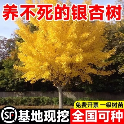 银杏树活苗金叶白果别墅庭院绿化风景拆迁大树苗行道树南北方种植