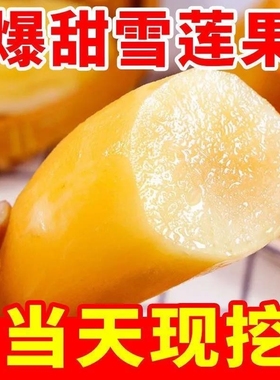 【商超】正宗云南天山雪莲果现挖现发高原脆甜雪仙果当季新鲜水果