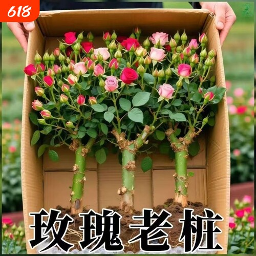 玫瑰花苗老桩四季开花水培盆栽绿植花卉植物室内花红玫瑰带花花苞