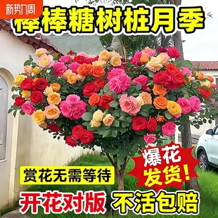 棒棒糖树桩月季多季月季花苗绿植室内月季花树苗老桩阳台庭院嫁接