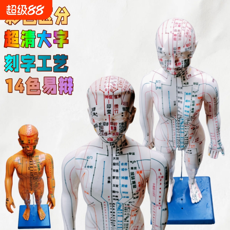 彩色14色针灸人体经络穴位模型