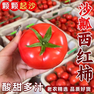 云南正宗普罗旺斯沙瓤西红柿子当季生吃水果番茄新鲜小果自然熟