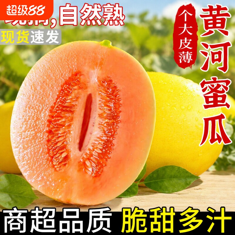 陕西黄河蜜甜瓜哈密瓜当季新鲜水果沙漠黄金蜜瓜香瓜正宗整箱现摘图片