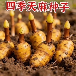 名贵中药材天麻种子好种植秋冬种植高产蔬菜种高发芽率种植-WZN