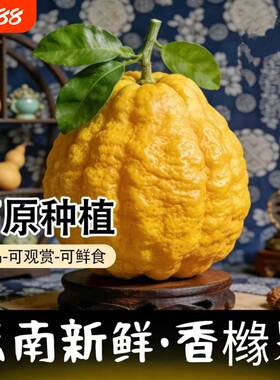 云南香橼果佛手果新鲜大果水果香圆闻香观赏摆把玩放云南特产香缘