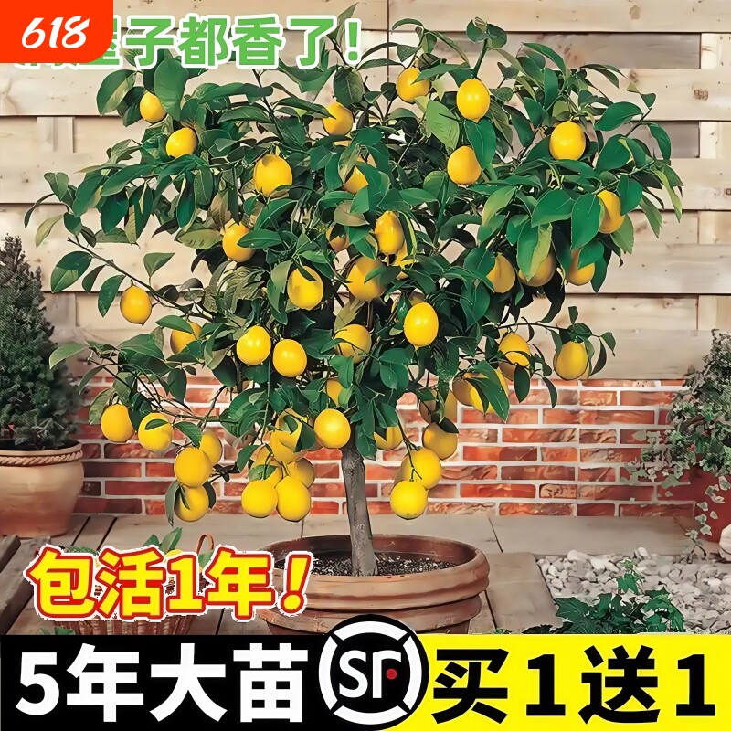 香水柠檬树苗盆栽水果树果苗室内四季种植当年结果可食用无籽手指