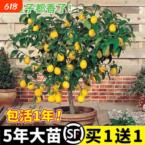 香水柠檬树苗盆栽水果树果苗室内四季种植当年结果可食用无籽手指
