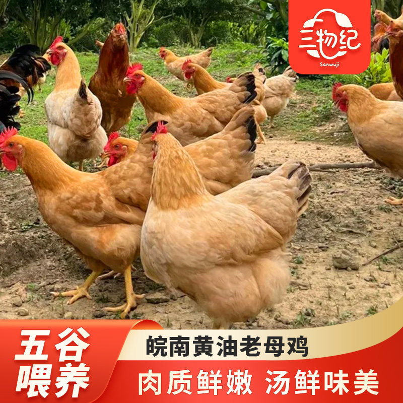 三物纪正宗农家黄油老母鸡土鸡整鸡黄油鸡煲汤月子营养顺丰包邮,水产肉类/新鲜蔬果/熟食,整鸡/整鸡制品,淘宝优惠券,粉丝福利购,淘宝优惠卷