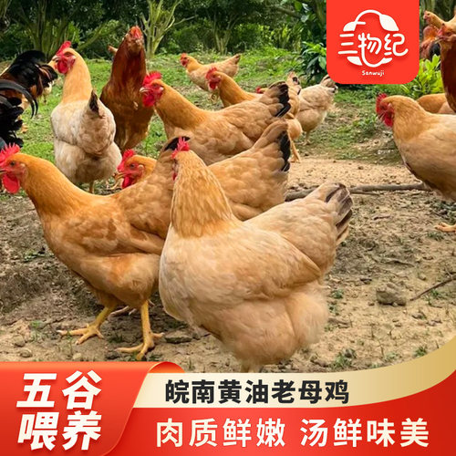 三物纪正宗农家黄油老母鸡土鸡整鸡鸡营养顺丰包邮新鲜皖南冷冻