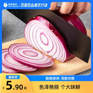 8月百县百品助农河南范县紫皮洋葱1斤新鲜