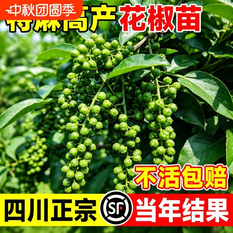 【不活包赔】正宗四川汉源花椒苗图片