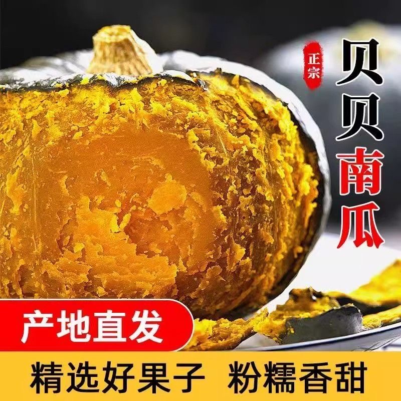 正宗贝贝小南瓜老南瓜板栗味金黄香甜软糯整箱装包邮批发