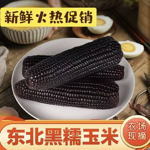 东北黑糯玉米独立黏甜糯玉米紫玉米减脂健身代餐营养粗粮加热即食