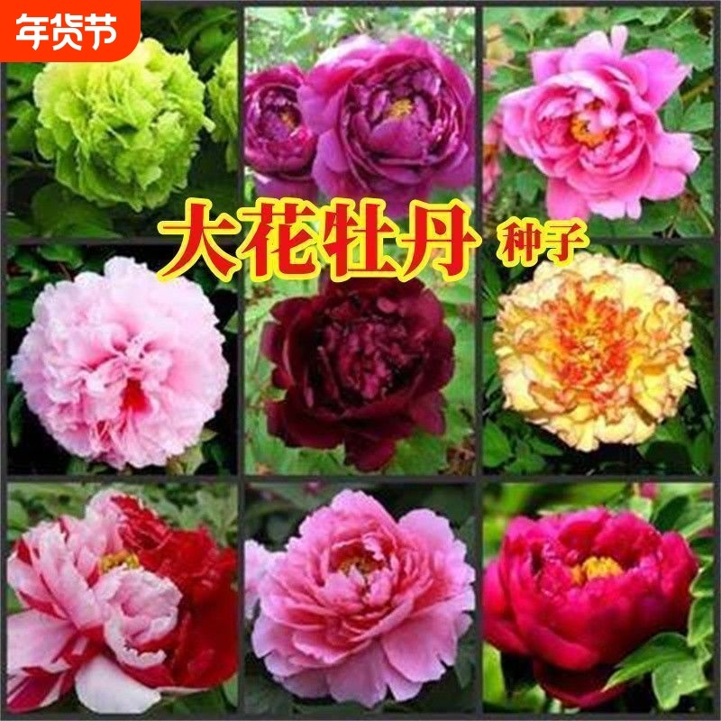 进口药用牡丹种籽牡丹花种子混色春播盆栽阳台洛阳观赏牡丹花,鲜花速递/花卉仿真/绿植园艺,其它园艺用品,淘宝优惠券,粉丝福利购,淘宝优惠卷