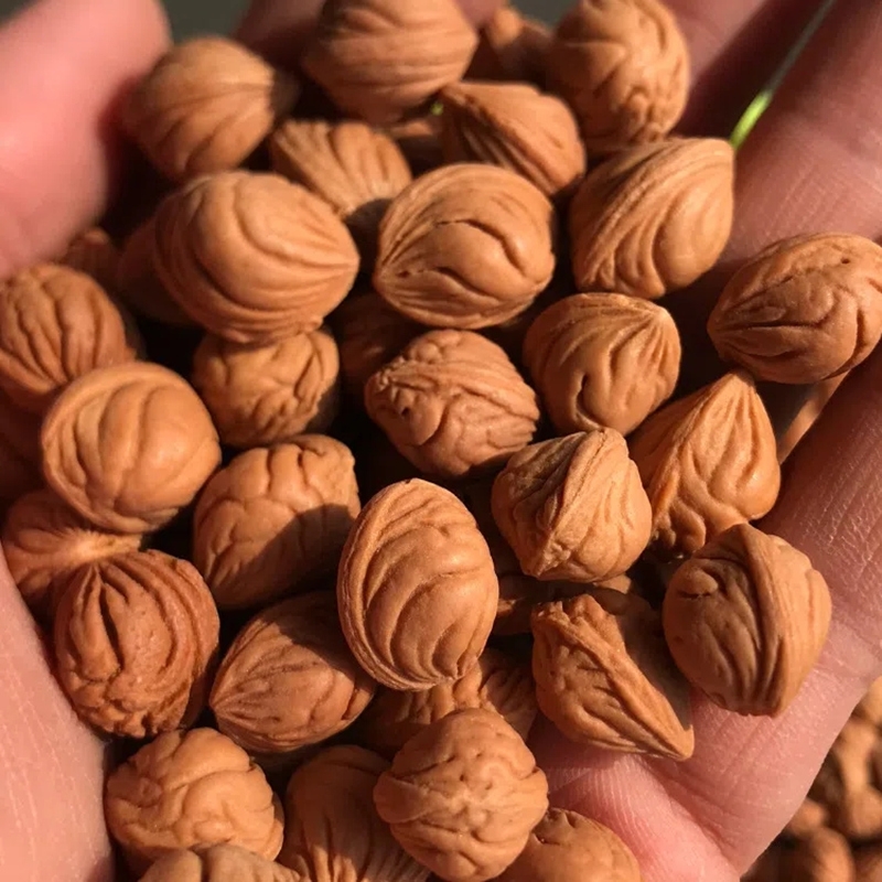 秦岭小金豆桃核油性大龙纹光胡散珠脖挂项链手串爆肚雕刻原料文玩