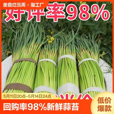 【突破底价】2024年蒜苔新鲜嫩蒜苔批发价红帽蒜薹蒜毫现摘现发