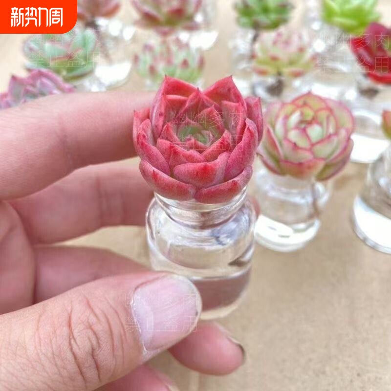 超萌迷你水培多肉植物盆栽无土多肉新手套餐办公室桌面懒人花卉