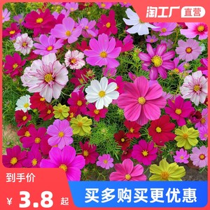 波斯菊花种子格桑花种籽子七彩四季开花易活花籽庭院野花组合种子