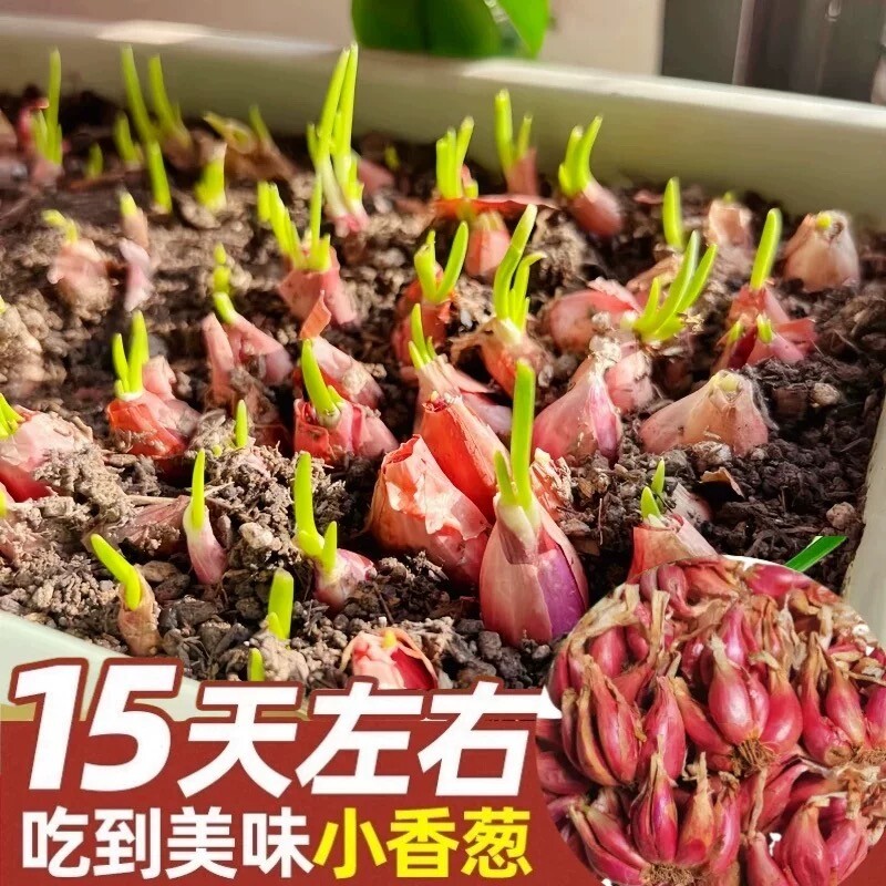 四季葱种小香葱种子阳台盆栽四川红葱头火葱小葱种植四季红葱苗