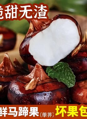 广西马蹄荸荠新鲜特大果现挖现发脆甜地梨蔬菜马蹄果当季水果