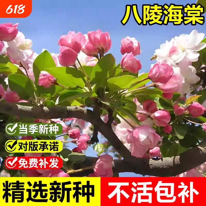 八棱海棠树种子当年新采苹果树嫁接砧木怀来海棠多年生观赏树种子