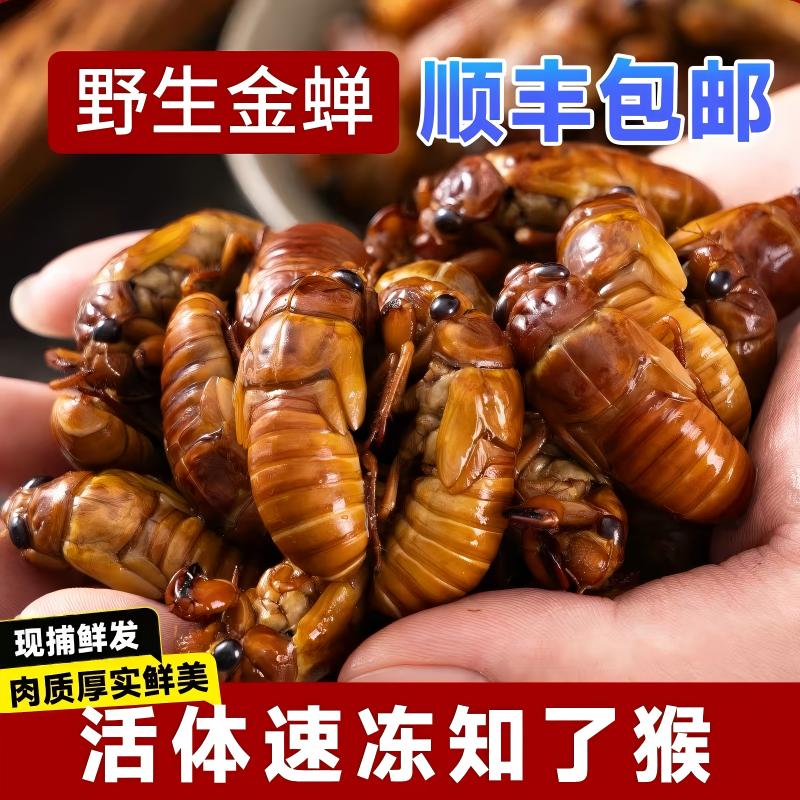 野生大号金蝉知了猴新鲜冷冻非即食爬叉猴结了龟牛肉商用冷链包邮