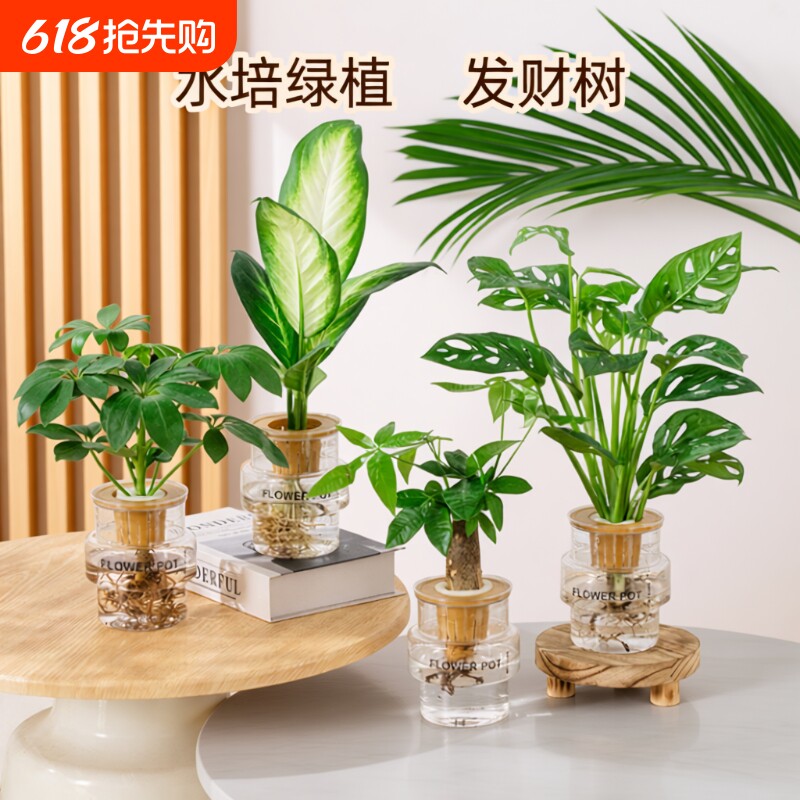 发财树水培植物室内好养白掌九里香办公室桌面绿植水养小盆栽客厅