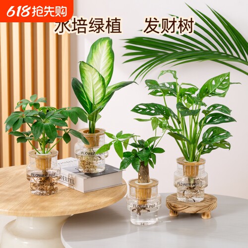 水培懒人绿植发财树金钻
