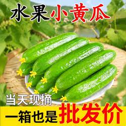 寿光水果黄瓜新鲜小黄瓜5斤现摘小青瓜蔬菜农家山东旱生吃时令
