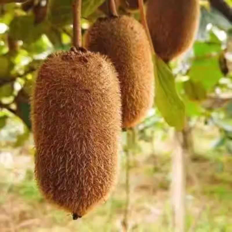 贵州修文贵长猕猴桃新鲜水果应季整箱