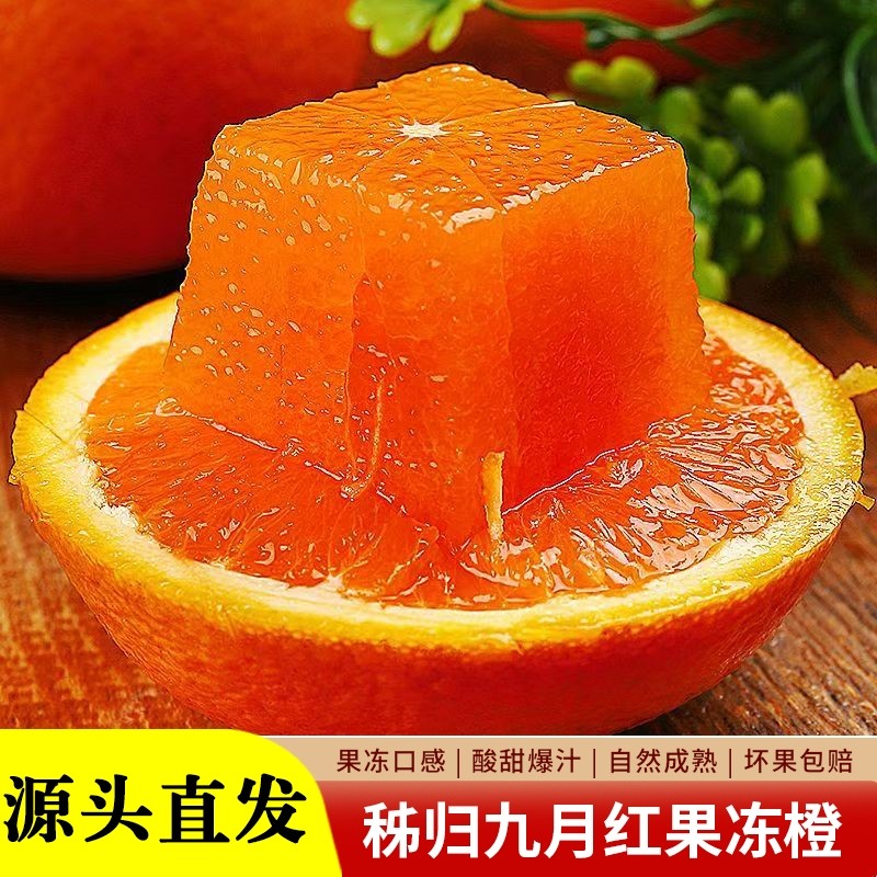 九月红果冻橙当季新鲜水果孕妇甜橙子正宗湖北宜昌秭归脐橙采摘