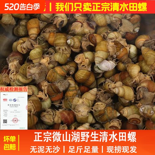 微山清水田螺新鲜活的无泥无沙