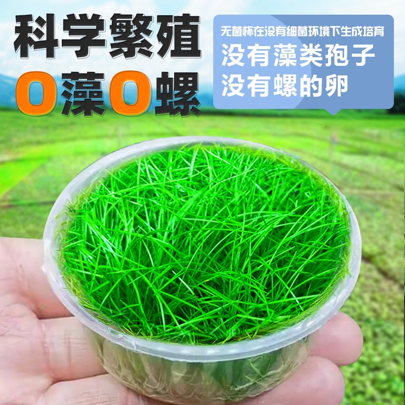 无菌杯牛毛水草前景草牛毛杯片盒装植物鱼缸造景草坪专用阴性真草