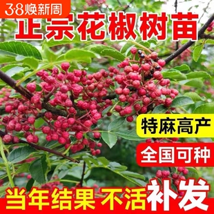 大红袍花椒苗树食用盆栽盆栽地栽南北种植花椒苗四川麻椒青花椒苗