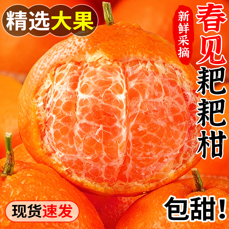 正宗春见耙耙柑现摘发货粑粑柑丑桔子甜当季整箱新鲜水果丑桔年货