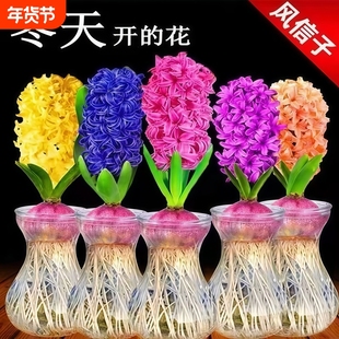 风信子种球水培植物室内绿植物种球盆栽耐寒水养郁金香花卉土培套
