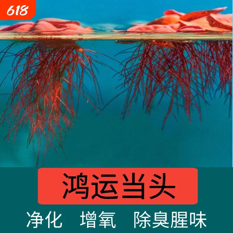 红毛丹苗水生植物水浮莲水培池塘鱼缸造景增氧净化水质水培花卉