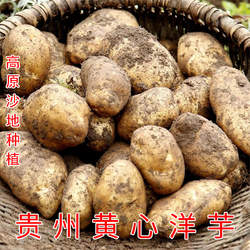 贵州黄心土豆威宁洋芋大土豆马铃薯新鲜面糯10斤包邮特色沙地麻辣